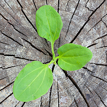 three green leaves representing environmental coverage